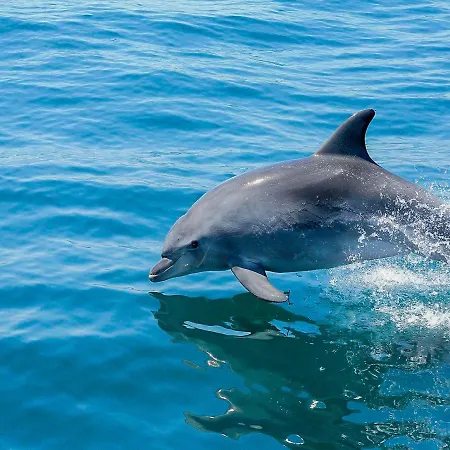 别墅 V4, Jardins Branqueira Near Beach, 阿尔布费拉